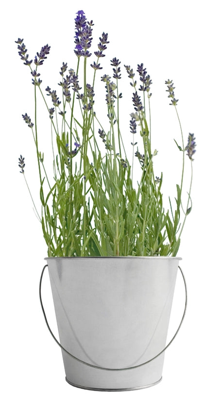 Lavender | Garden In A Bag