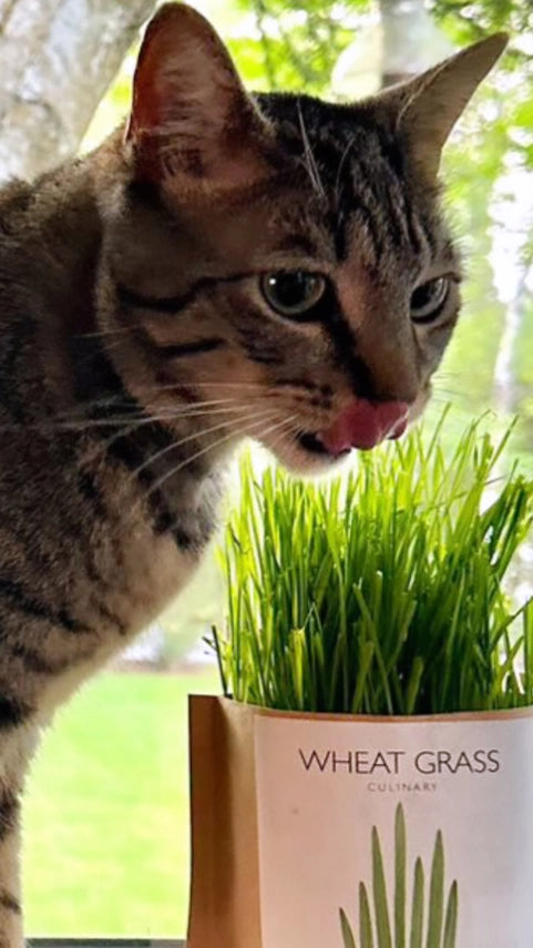 Cat Grass | Garden In A Bag