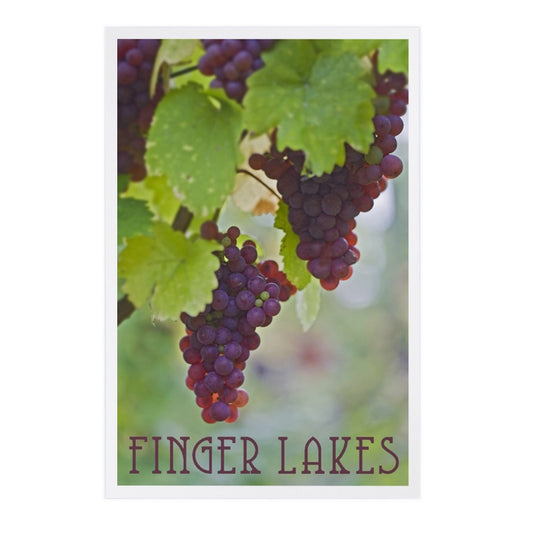 Purple Wine Grapes, Finger Lakes, NY - Premium Postcards