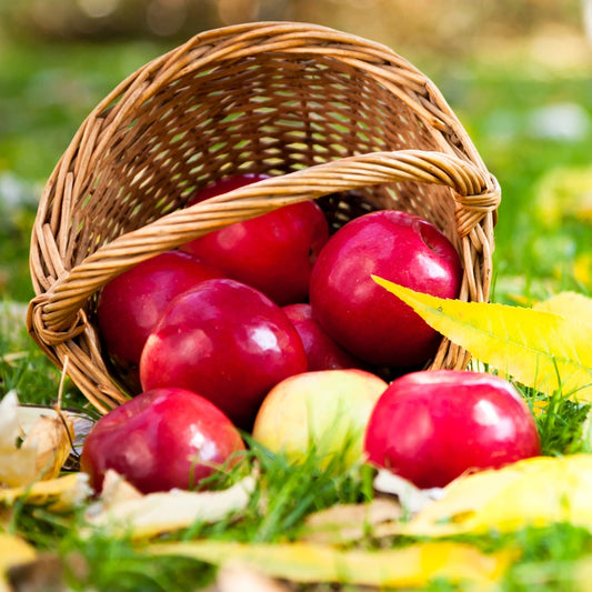 Fairest Of Them All - 10oz Soy Wax Book Inspired Candle