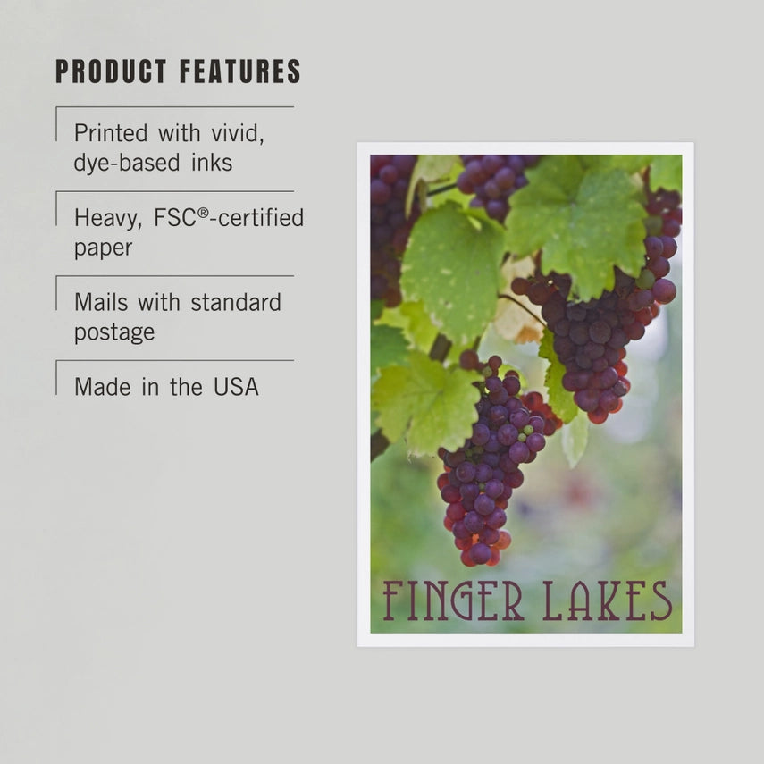 Purple Wine Grapes, Finger Lakes, NY - Premium Postcards