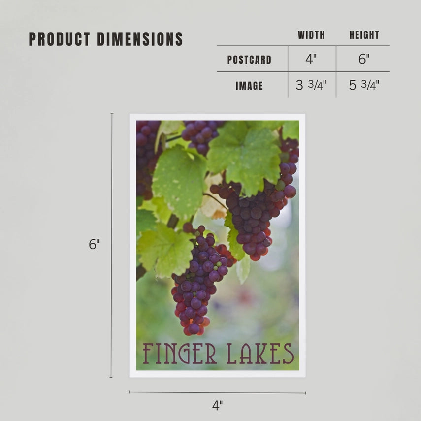 Purple Wine Grapes, Finger Lakes, NY - Premium Postcards
