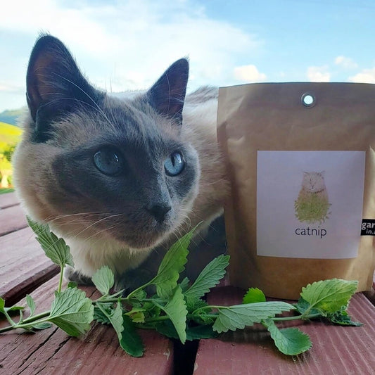 Catnip | Garden In A Bag