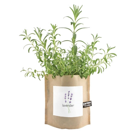 Lavender | Garden In A Bag