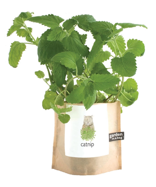 Catnip | Garden In A Bag