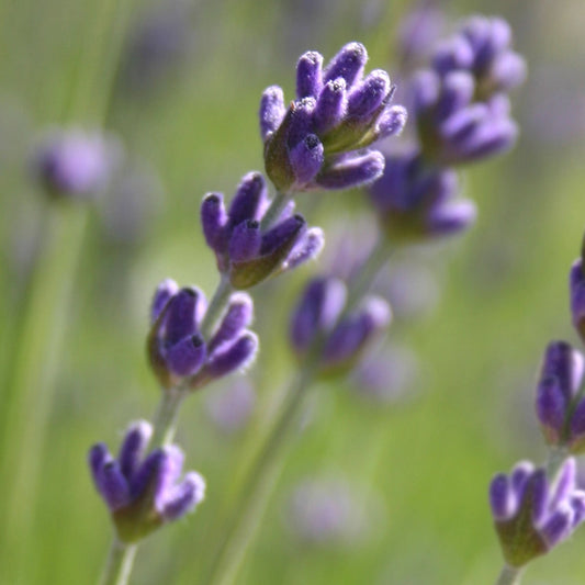Lavender | Garden In A Bag