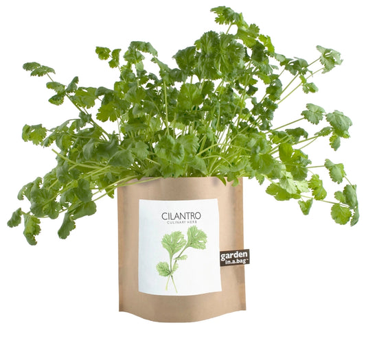Cilantro | Garden In A Bag