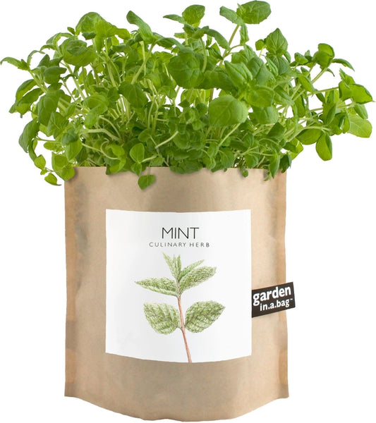 Mint | Garden In A Bag