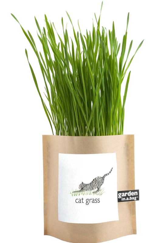 Cat Grass | Garden In A Bag